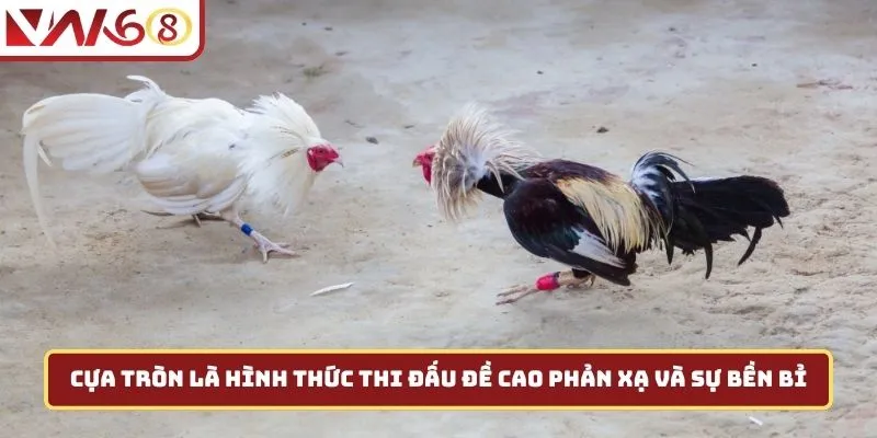 Cựa tròn là hình thức thi đấu đề cao phản xạ và sự bền bỉ