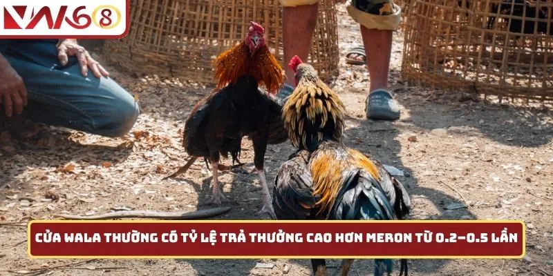 Cửa Wala thường có tỷ lệ trả thưởng cao hơn Meron từ 0.2–0.5 lần