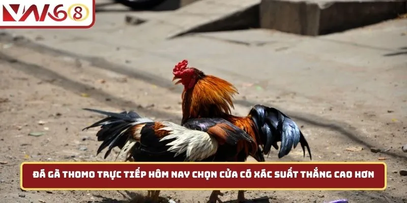Đá gà thomo trực tiếp hôm nay chọn cửa có xác suất thắng cao hơn