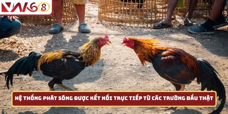 Hệ thống phát sóng được kết nối trực tiếp từ các trường đấu thật
