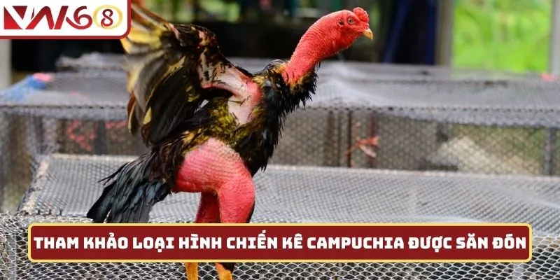 Tham khảo loại hình chiến kê Campuchia được săn đón