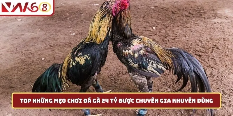 Top những mẹo chơi đá gà 24 tỷ được chuyên gia khuyên dùng